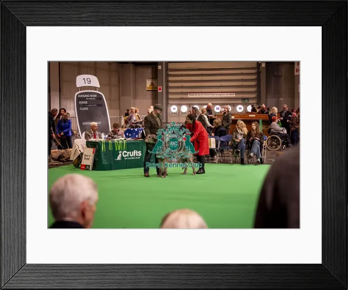 Framed Print : An Irish Wolfhound's being shown in Ring 19 Framed Print : An Irish Wolfhound's being shown in Ring 19