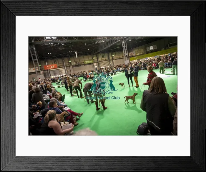 Framed Print : Border Terrier showing in ring 12 Framed Print : Border Terrier showing in ring 12