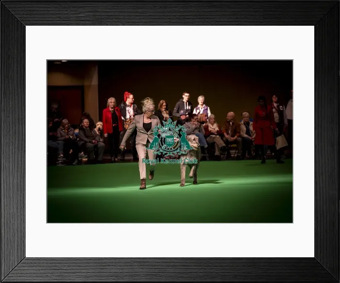 Framed Print : An Irish Wolfhound's being shown in Ring 19 Framed Print : An Irish Wolfhound's being shown in Ring 19