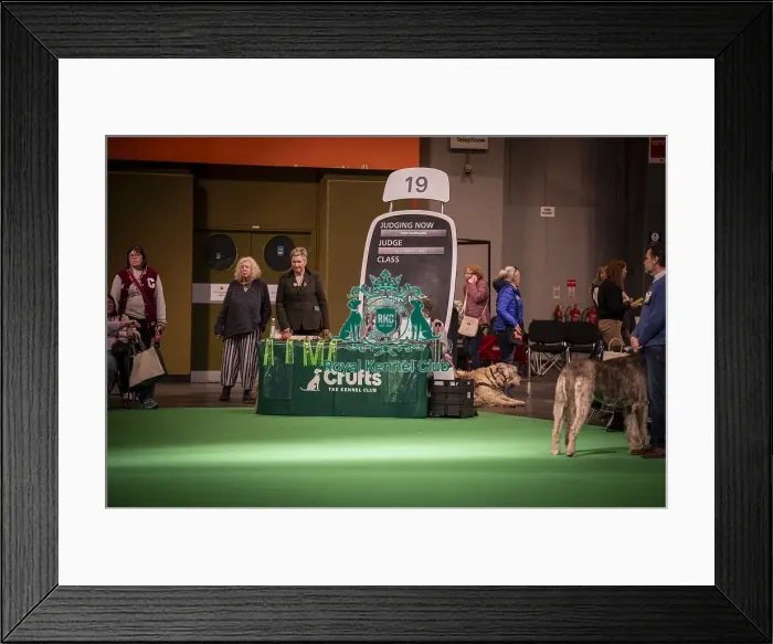 Framed Print : Dr L Salamon judging Irish Wolfhound Open class Framed Print : Dr L Salamon judging Irish Wolfhound Open class