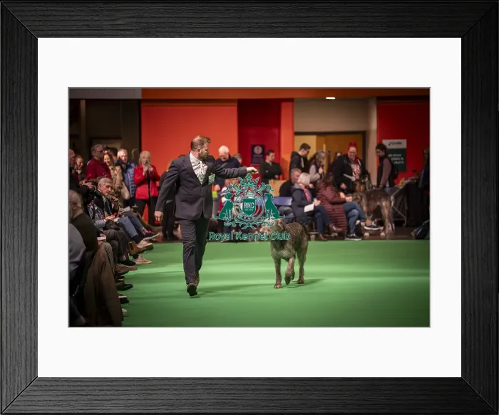 Framed Print : An Irish Wolfhound's being shown in Ring 19 Framed Print : An Irish Wolfhound's being shown in Ring 19