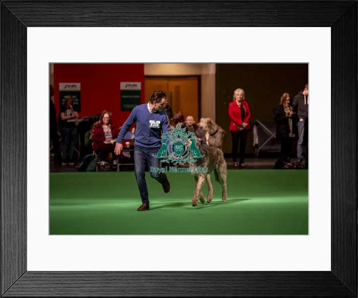 Framed Print : An Irish Wolfhound's being shown in Ring 19 Framed Print : An Irish Wolfhound's being shown in Ring 19
