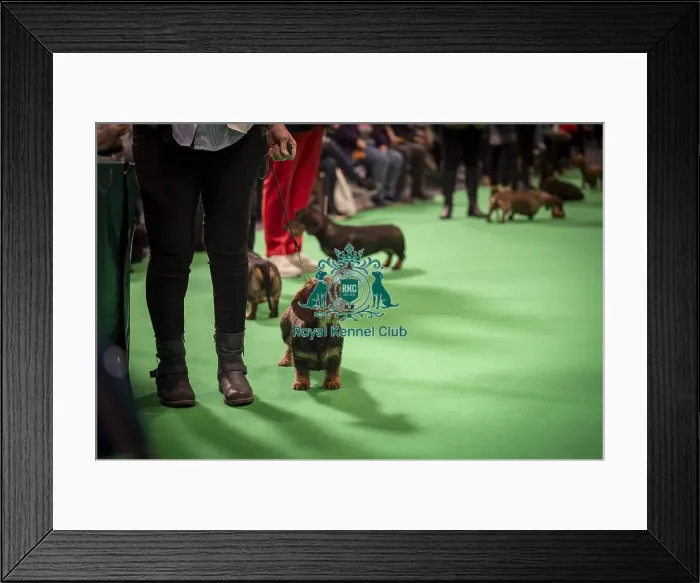 Framed Print : Dachshund (Miniature wire-haired) being shown in Ring 16 Framed Print : Dachshund (Miniature wire-haired) being shown in Ring 16