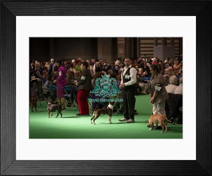 Framed Print : A Bull Terrier (Miniature), being shown in Ring 11 Framed Print : A Bull Terrier (Miniature), being shown in Ring 11