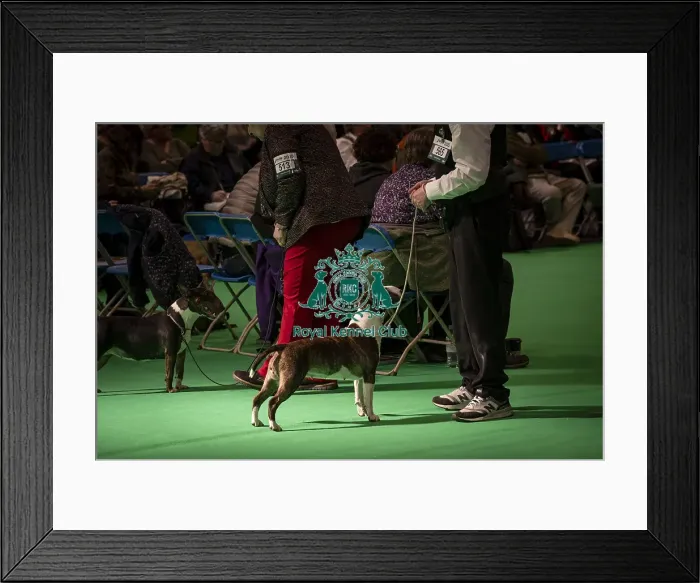 Framed Print : A Bull Terrier (Miniature), being shown in Ring 11