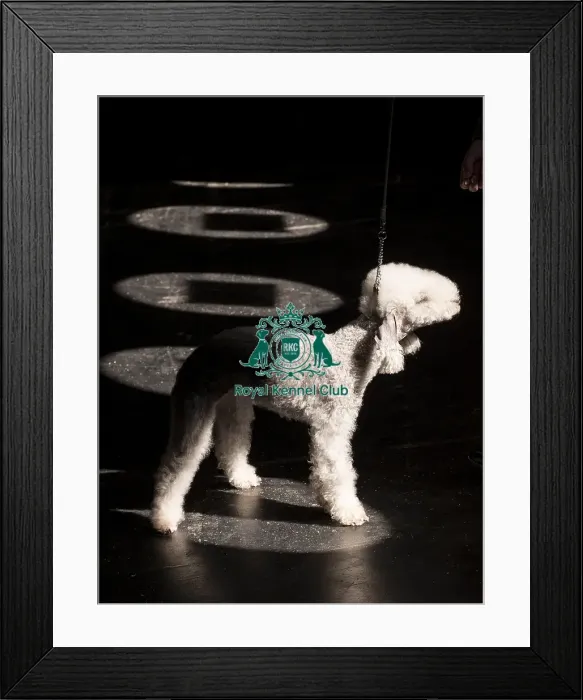 Framed Print : Brody, a Bedlington Terrier, being shown in Ring 12 today (Thursday 06 / 03 / 25)