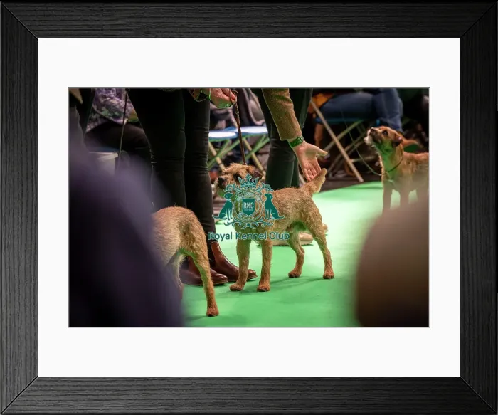 Framed Print : Border Terrier's being shown in Ring 12 today (Thursday 06 / 03 / 25) Framed Print : Border Terrier's being shown in Ring 12 today (Thursday 06 / 03 / 25)