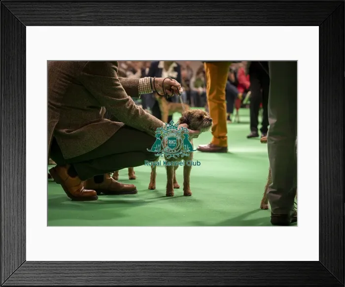 Framed Print : Border Terrier's being shown in Ring 12 today (Thursday 06 / 03 / 25) Framed Print : Border Terrier's being shown in Ring 12 today (Thursday 06 / 03 / 25)
