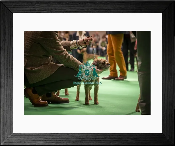 Framed Print : Border Terrier's being shown in Ring 12 today (Thursday 06 / 03 / 25) Framed Print : Border Terrier's being shown in Ring 12 today (Thursday 06 / 03 / 25)