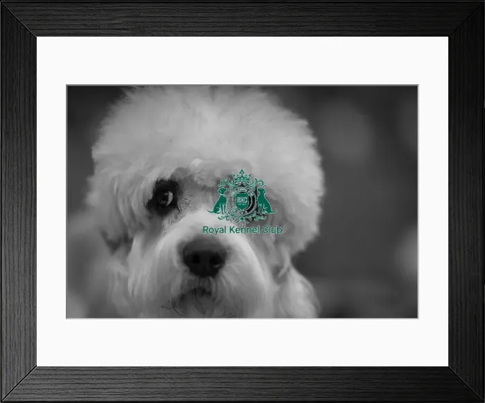 Framed Print : Sunny, a Dandie Dinmont Terrier from Taunton (Thursday 06 / 03 / 25)