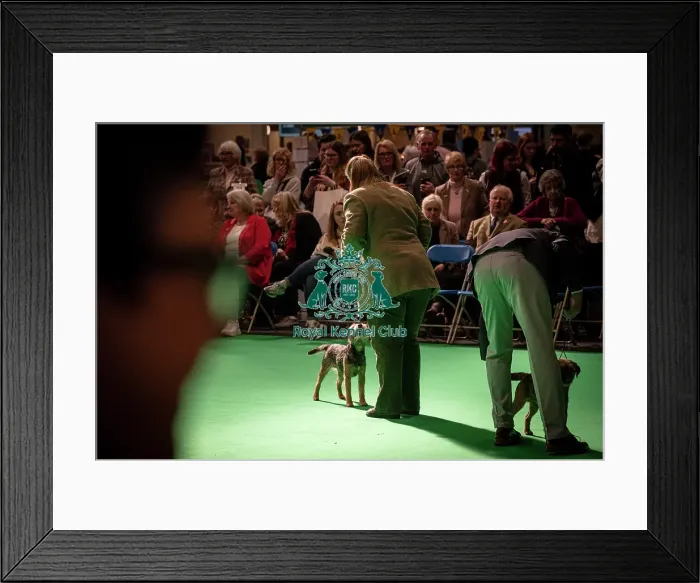 Framed Print : Border Terrier's being shown in Ring 12 today (Thursday 06 / 03 / 25) Framed Print : Border Terrier's being shown in Ring 12 today (Thursday 06 / 03 / 25)