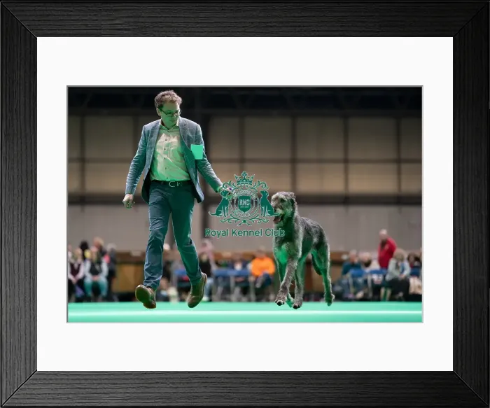 Framed Print : IR CH Gulliagh Piaf, a Irish Wolfhound Framed Print : IR CH Gulliagh Piaf, a Irish Wolfhound