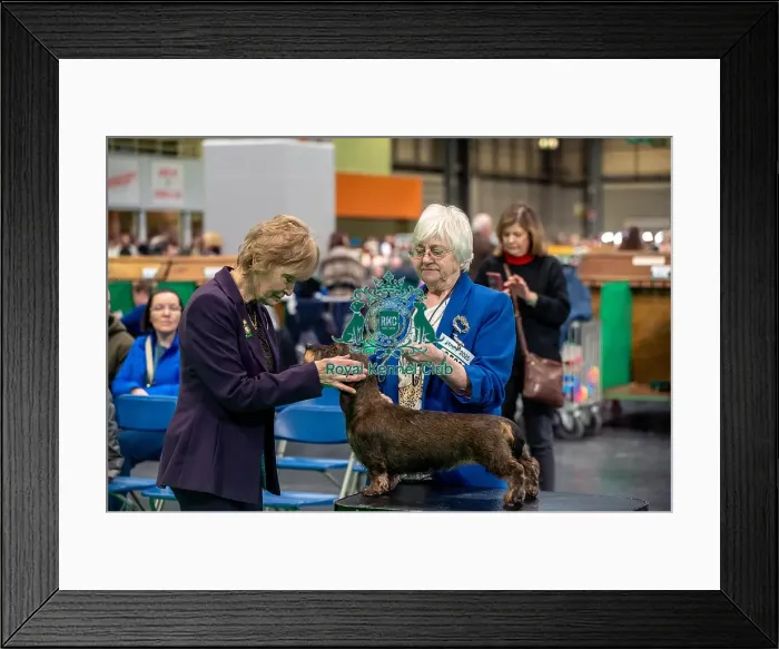 Framed Print : Mrs C Dare Judging a Dachshund ( Mininature Wire-haired) in the limit bitch class today (Thursday 06 / 03 / 25) Framed Print : Mrs C Dare Judging a Dachshund ( Mininature Wire-haired) in the limit bitch class today (Thursday 06 / 03 / 25)