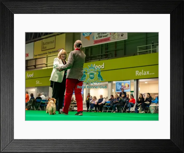 Framed Print : Mrs P Gray during the judging of the Norwich terriers open bitch class today (Thursday 06 / 03 / 25) Framed Print : Mrs P Gray during the judging of the Norwich terriers open bitch class today (Thursday 06 / 03 / 25)