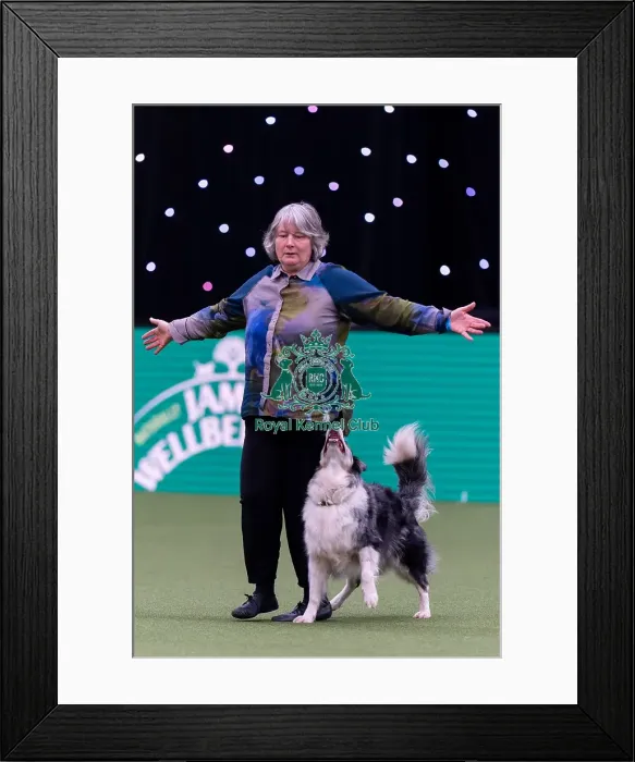 Framed Print : Jess Jones with Caliwag, Competitng at Heelwork to Music Competition Framed Print : Jess Jones with Caliwag, Competitng at Heelwork to Music Competition