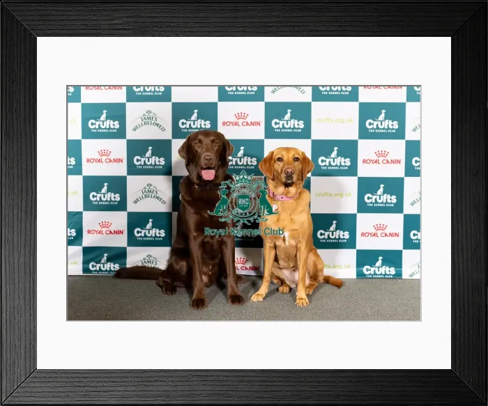 Framed Print : Dog influencers Hector, a Retriever (Labrador) Framed Print : Dog influencers Hector, a Retriever (Labrador)