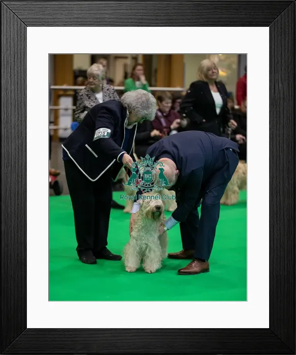 Framed Print : Snowmeadow Treacle Toffee, a Soft Coated Wheaten Terrier Framed Print : Snowmeadow Treacle Toffee, a Soft Coated Wheaten Terrier