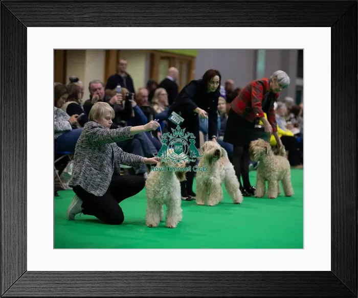 Framed Print : Line up during the judging in the Soft Coated Wheaten Terrier group Framed Print : Line up during the judging in the Soft Coated Wheaten Terrier group