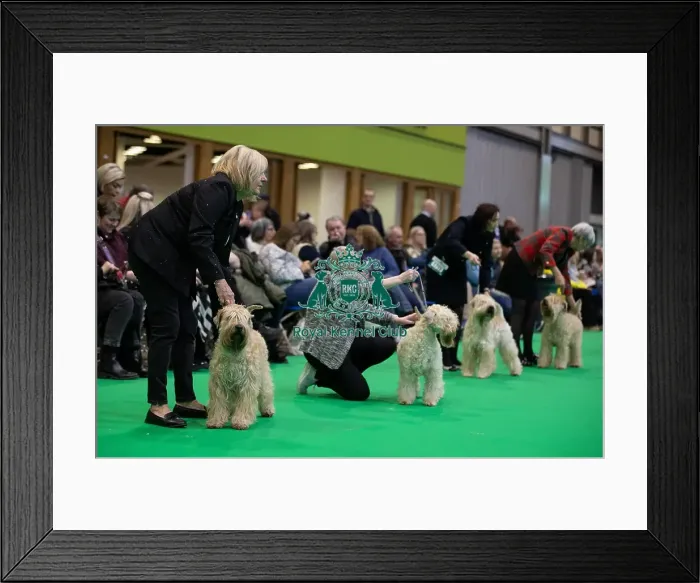 Framed Print : Line up during the judging in the Soft Coated Wheaten Terrier group