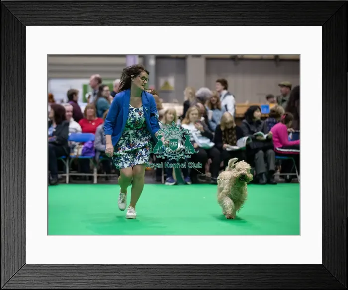 Framed Print : Keevasdream Ballerina Blue, a Soft Coated Wheaten Terrier