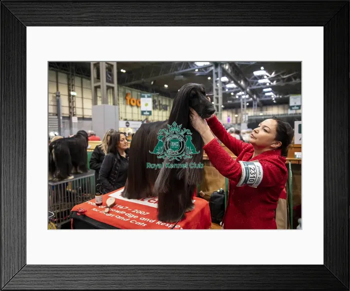 Framed Print : Alfie, an Afghan Hound, being groomed before showing (Thursday 06 / 03 / 25) Framed Print : Alfie, an Afghan Hound, being groomed before showing (Thursday 06 / 03 / 25)