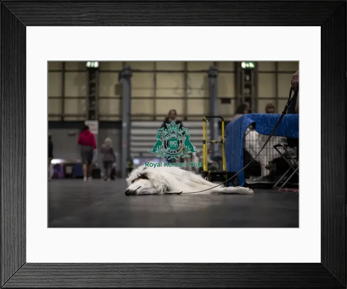 Framed Print : Brennan, a Borzoi, from South Wales Framed Print : Brennan, a Borzoi, from South Wales