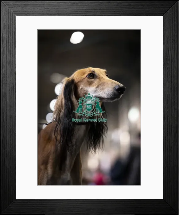 Framed Print : Ralph a Saluki, from the Wirral Framed Print : Ralph a Saluki, from the Wirral