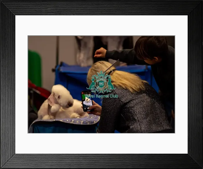 Framed Print : Rodeo drive, a Bedington Terrier Framed Print : Rodeo drive, a Bedington Terrier