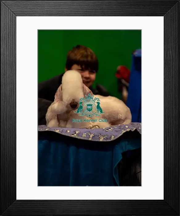 Framed Print : Rodeo drive, a Bedington Terrier Framed Print : Rodeo drive, a Bedington Terrier