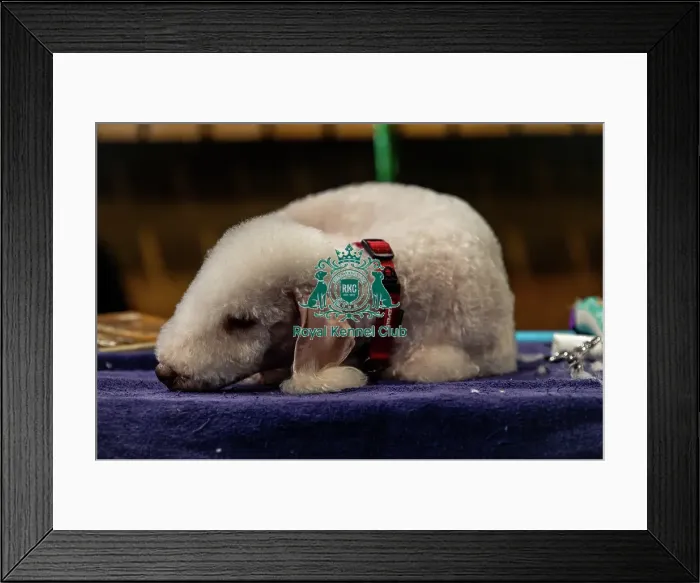 Framed Print : Beatrice, a Bedington Terrier, From Northern Ireland down time before competing in the open bitch catagory