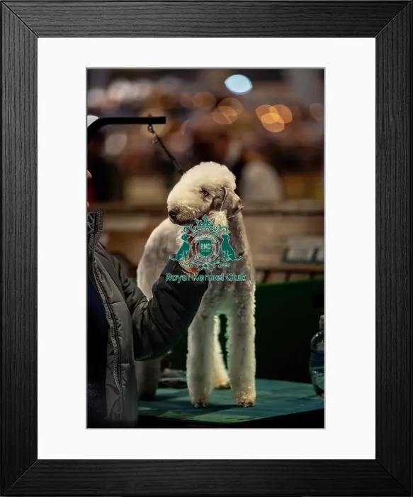 Framed Print : Jessica Law from Derby with Hector Framed Print : Jessica Law from Derby with Hector