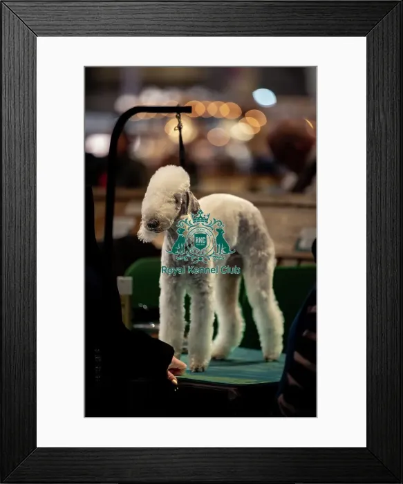 Framed Print : Jessica Law from Derby with Hector Framed Print : Jessica Law from Derby with Hector
