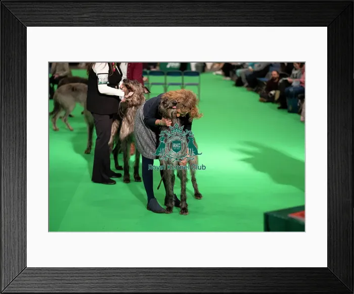 Framed Print : Irish Wolfhounds (Thursday 06 / 03 / 25)