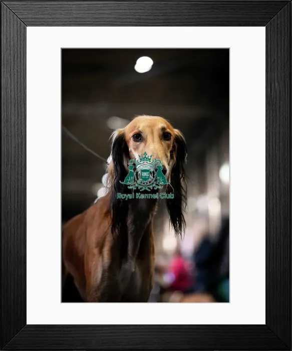 Framed Print : Ralph a Saluki, from the Wirral
