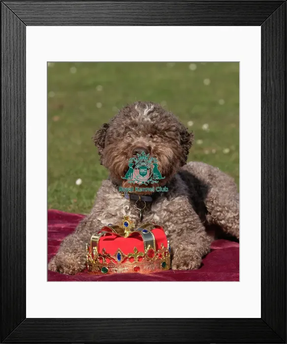 Framed Print : Lagotto Romagnolo Savvy at the launch of Crufts 2025 Framed Print : Lagotto Romagnolo Savvy at the launch of Crufts 2025
