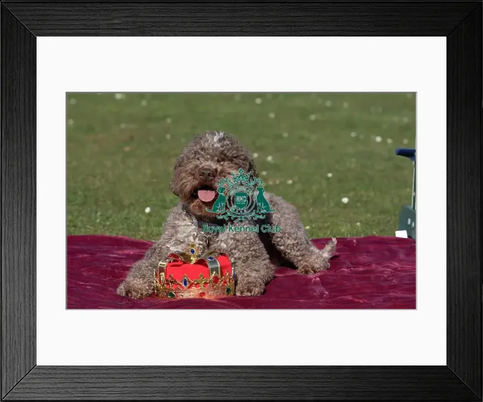 Framed Print : Lagotto Romagnolo Savvy at the launch of Crufts 2025 Framed Print : Lagotto Romagnolo Savvy at the launch of Crufts 2025