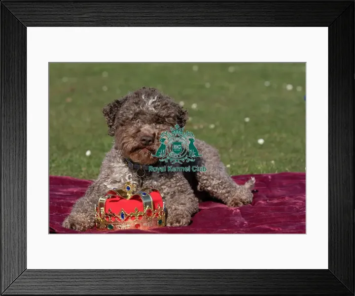Framed Print : Lagotto Romagnolo Savvy at the launch of Crufts 2025 Framed Print : Lagotto Romagnolo Savvy at the launch of Crufts 2025
