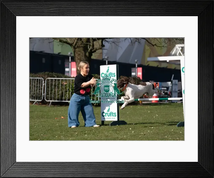 Framed Print : Ellie Simmonds OBE and Ozzy an English Springer Spaniel a first time competitor in Obreedience