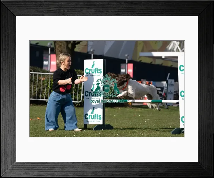 Framed Print : Ellie Simmonds OBE and Ozzy an English Springer Spaniel a first time competitor in Obreedience