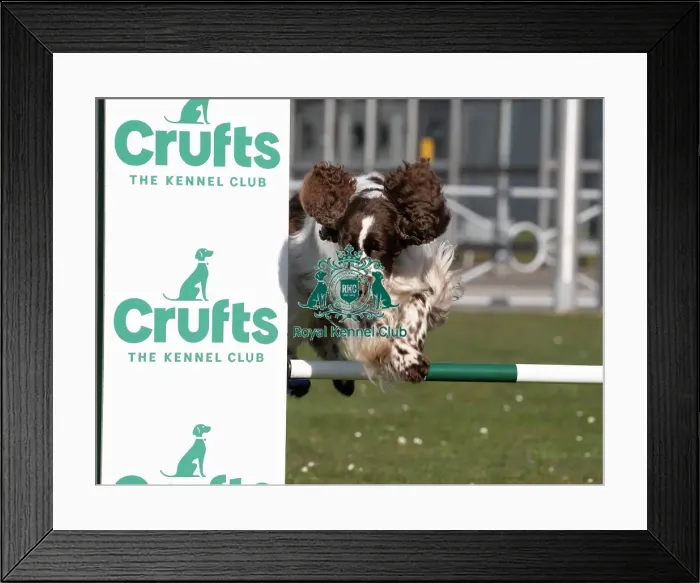 Framed Print : Leah an English Springer Spaniel and first time competitor in Obreedience Framed Print : Leah an English Springer Spaniel and first time competitor in Obreedience