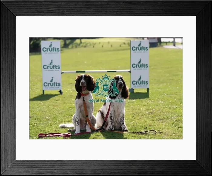 Framed Print : Ozzy and Leah English Springer Spaniels and first time competitor in Obreedience Framed Print : Ozzy and Leah English Springer Spaniels and first time competitor in Obreedience