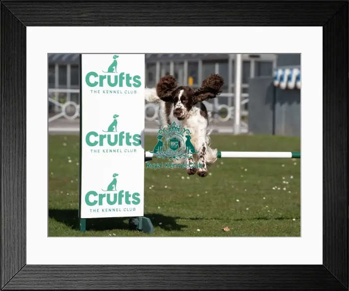 Framed Print : Leah an English Springer Spaniel and first time competitor in Obreedience Framed Print : Leah an English Springer Spaniel and first time competitor in Obreedience
