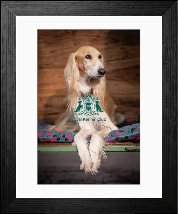 Framed Print : Yodi, a Saluki, from Nottingham