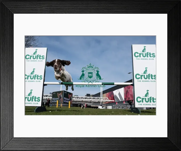 Framed Print : Ozzy an English Springer Spaniel a first time competitor in Obreedience Framed Print : Ozzy an English Springer Spaniel a first time competitor in Obreedience