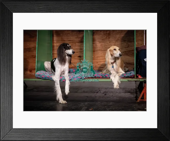 Framed Print : Yodi & Pepsi, Salukis, from Nottingham Framed Print : Yodi & Pepsi, Salukis, from Nottingham