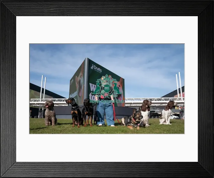 Framed Print : Paralympian Ellie Simmonds at the launch of Crufts 2025 Framed Print : Paralympian Ellie Simmonds at the launch of Crufts 2025