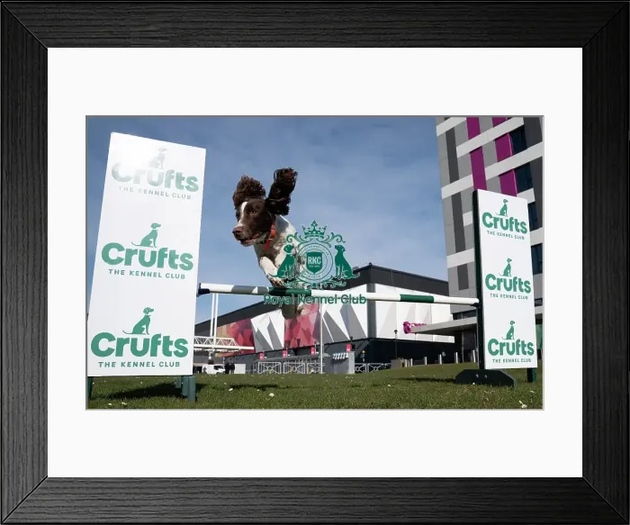 Framed Print : Ozzy an English Springer Spaniel a first time competitor in Obreedience Framed Print : Ozzy an English Springer Spaniel a first time competitor in Obreedience