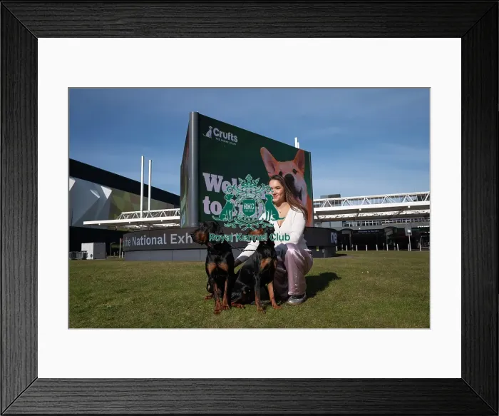 Framed Print : Polish Hunting Dogs Bojar and Pippa and owner Gabi Johnston at the launch of Crufts 2025 Framed Print : Polish Hunting Dogs Bojar and Pippa and owner Gabi Johnston at the launch of Crufts 2025