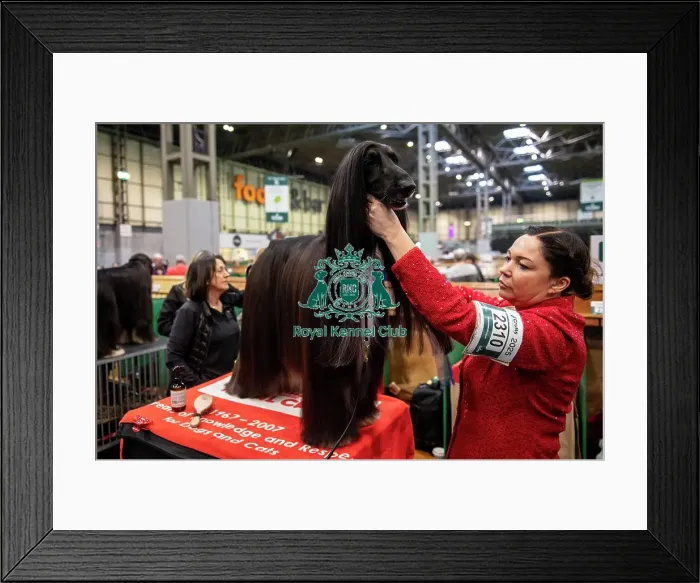 Framed Print : Alfie, an Afghan Hound, being groomed before showing (Thursday 06 / 03 / 25) Framed Print : Alfie, an Afghan Hound, being groomed before showing (Thursday 06 / 03 / 25)