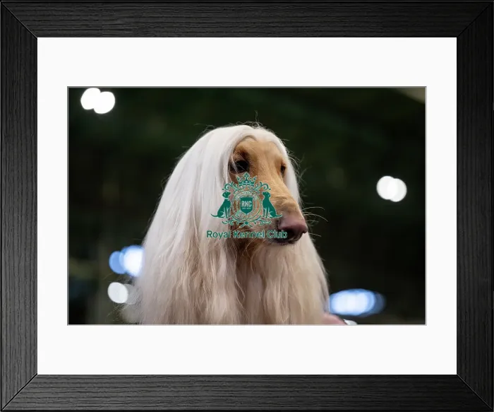 Framed Print : Cooper, an Afghan Hound, (Thursday 06 / 03 / 25) Framed Print : Cooper, an Afghan Hound, (Thursday 06 / 03 / 25)